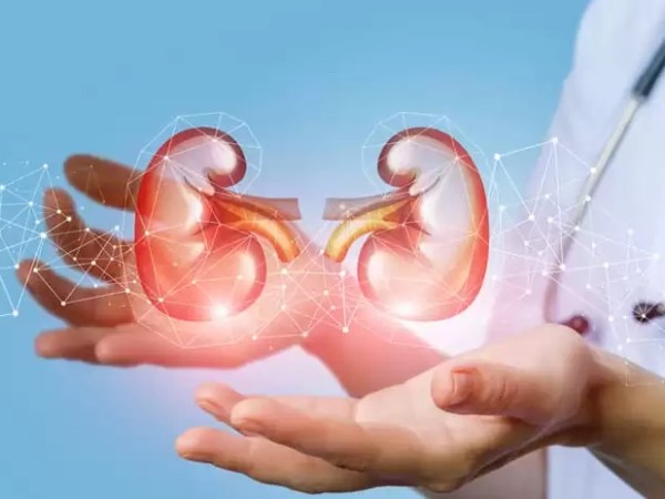 Despre Rinichi, rezumat concis, Funcții și Simbolism în&nbsp;M.T.C.